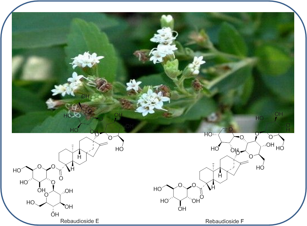 新產(chǎn)品發(fā)布--稀有萊苞迪苷活性成分